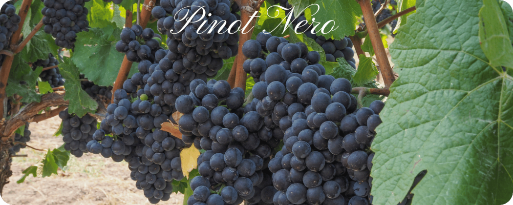 Pinot Nero vino rosso in vendita - Enoteca71