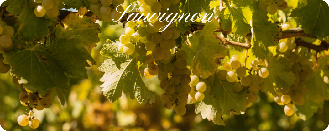 Sauvignon vino bianco in vendita - Enoteca71