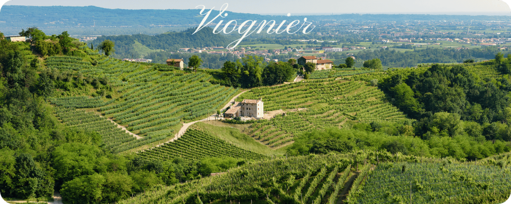 Viognier vino bianco in vendita - Enoteca71