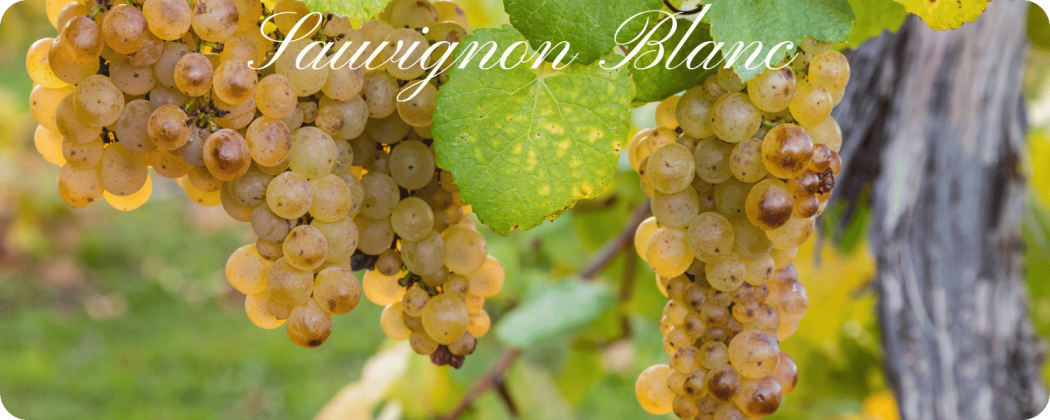 Sauvignon Blanc vino in vendita - Enoteca71