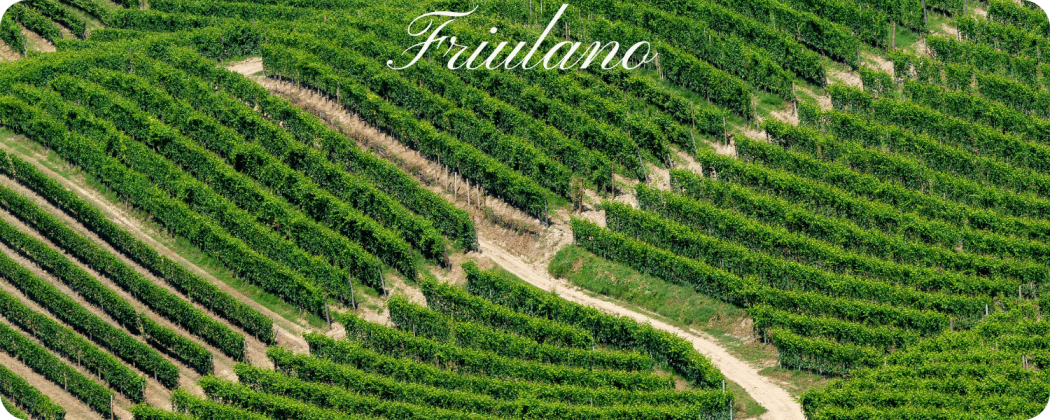 Friulano vino bianco in vendita - Enoteca71