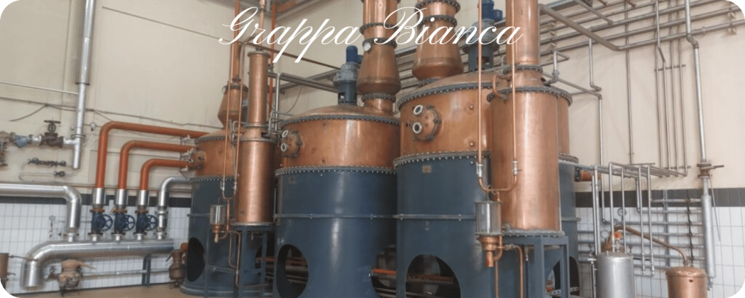 Grappa Bianca in vendita - Enoteca71