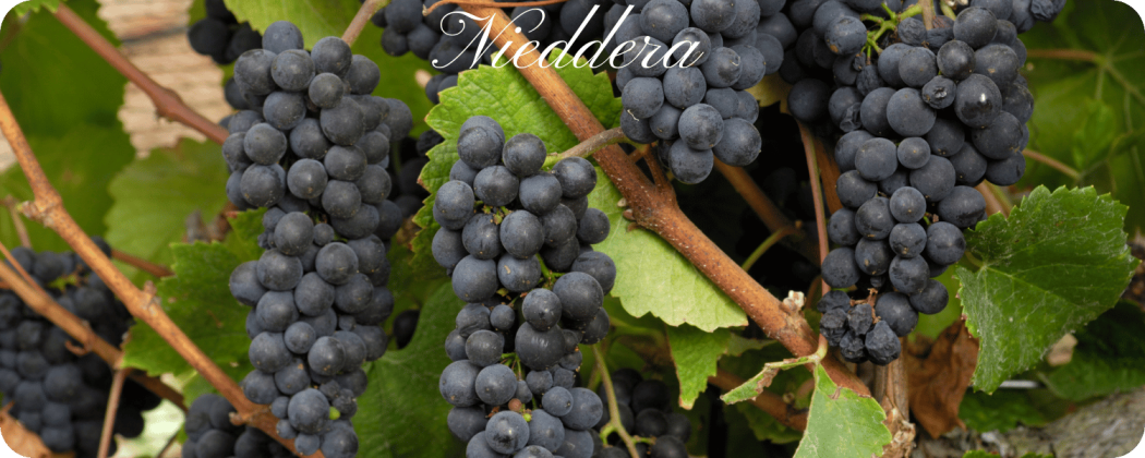 Nieddera vino rosso in vendita - Enoteca71