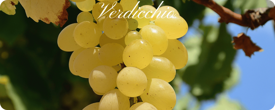 Verdicchio vino bianco in vendita - Enoteca71