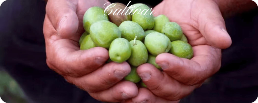 Cultivar olio Evo in vendita Enoteca71