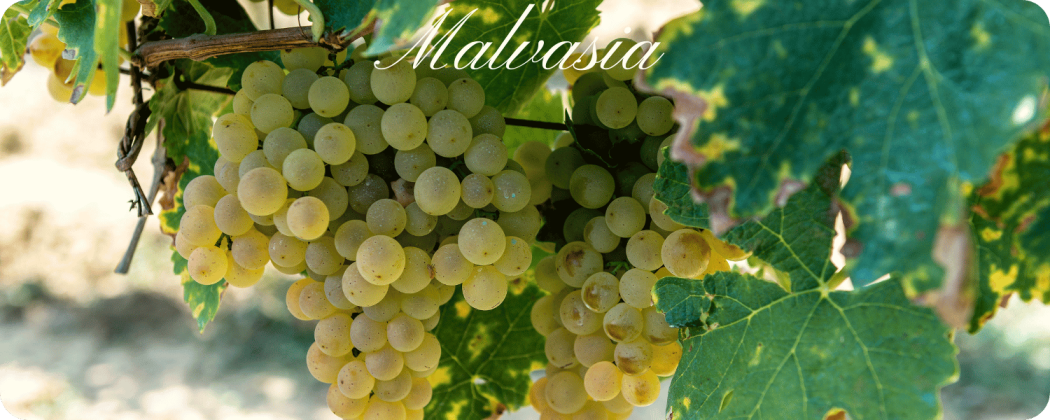 Malvasia vino bianco - in vendita Enoteca71