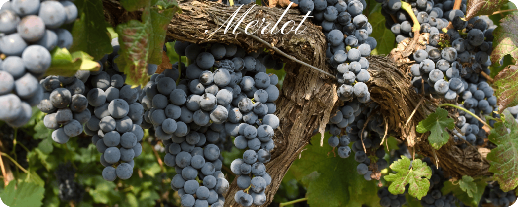 Merlot vino rosso - in vendita Enoteca71