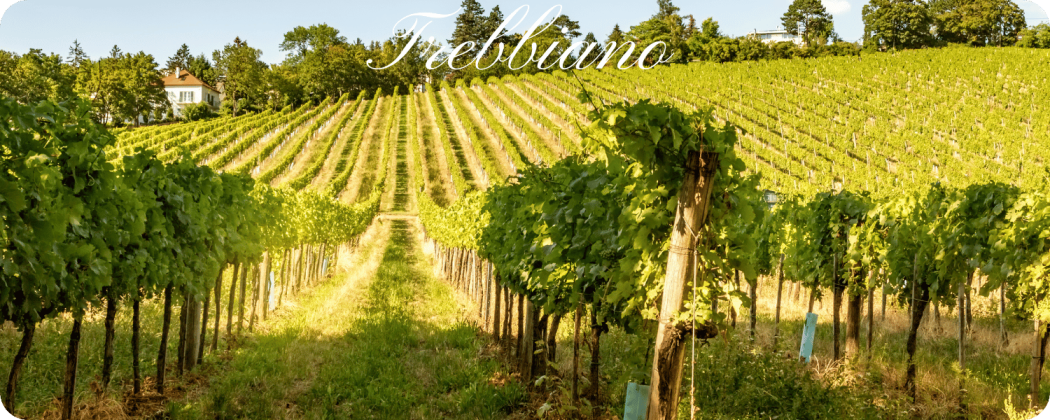 Trebbiano vino bianco - in vendita Enoteca71