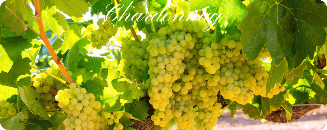 Chardonnay vino bianco - in vendita Enoteca71