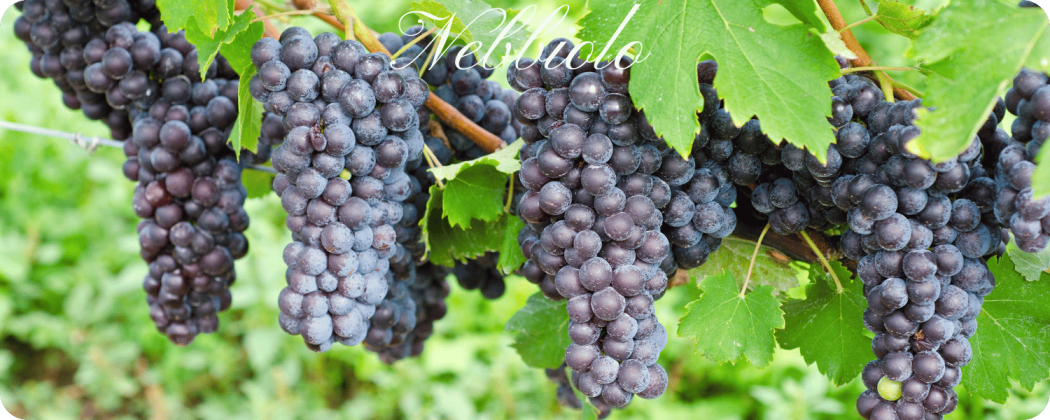 Nebbiolo vino rosso - in vendita Enoteca71