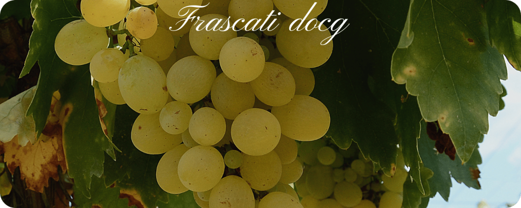 Frascati vino bianco in vendita online - Enoteca71
