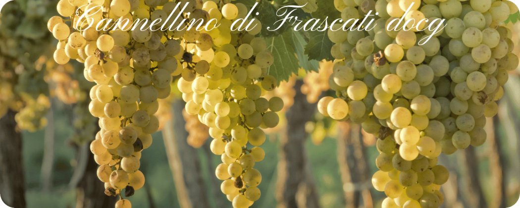 Cannellino di Frascati DOCG in vendita - Enoteca71